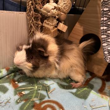 Rescue Guinea Pig Guinea Pigs for Adoption in South Burlington, Vermont - Pistachio | PetCurious